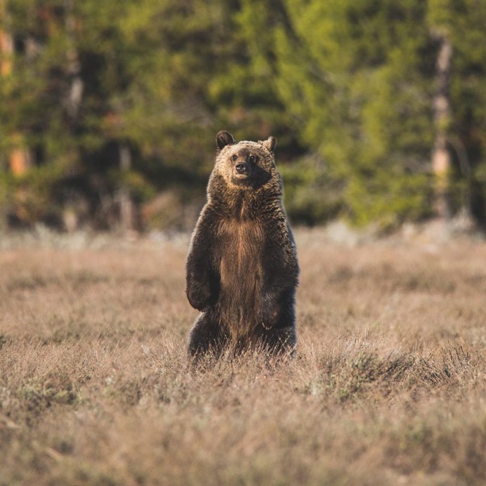 Amazing Wild Animals in Grand Teton National Park by Nick Sulzer