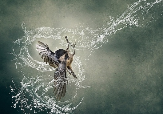 500px / Photo #drops #water #bird