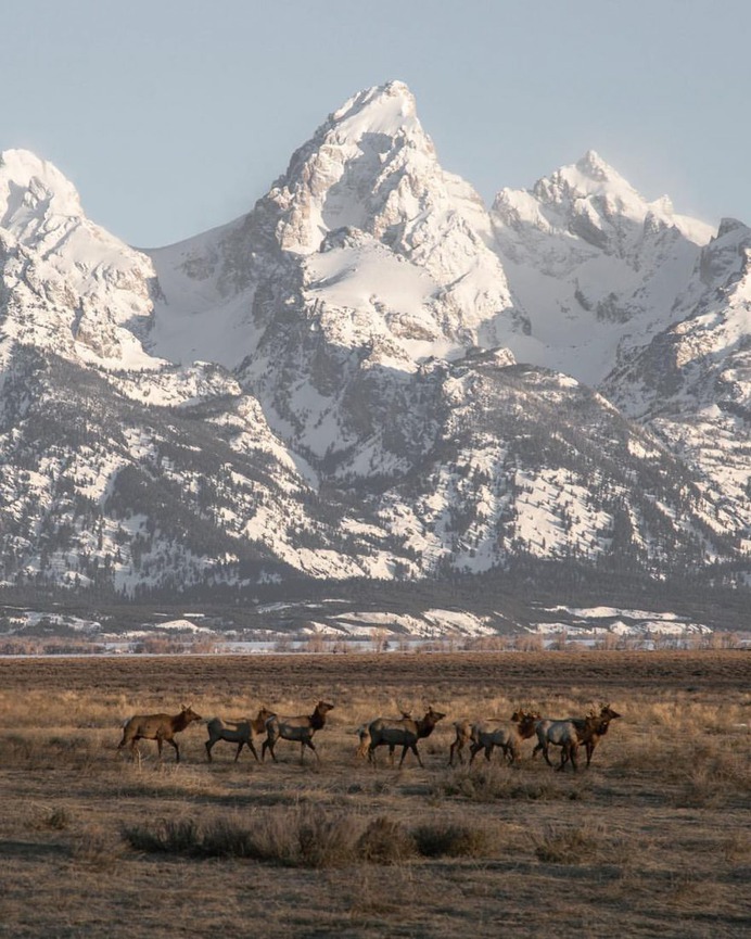 Amazing Wild Animals in Grand Teton National Park by Nick Sulzer