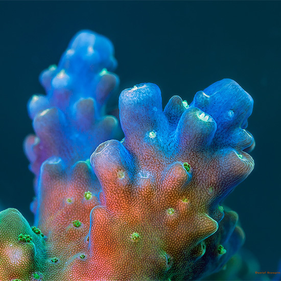 The Exotic Corals And Sponges Photography by Daniel Stoupin #underwater #naturePhoto #Corals
