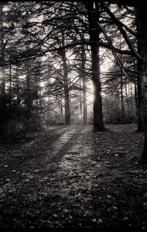 Sans titre[Olympus Mju 1 + Fuji Neopan 400]by Colth Sivers #olympus #white #photo #black #and #trees