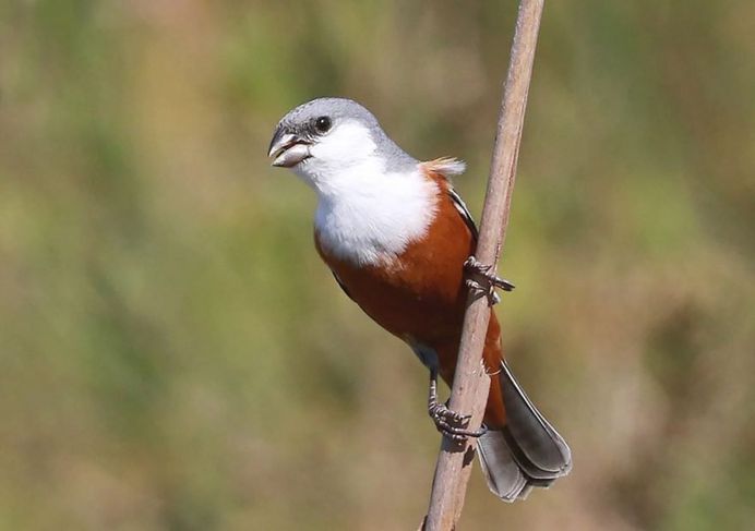 #planetbirds: Incredible Bird Photography by Lindolfo Vieira Souto