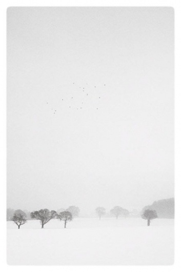 Black and White Studies | Alexander Newton Photography #blackwhite #tree #snow #landscape #nature #winter