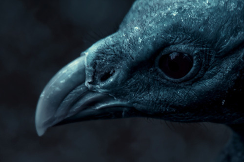 raven