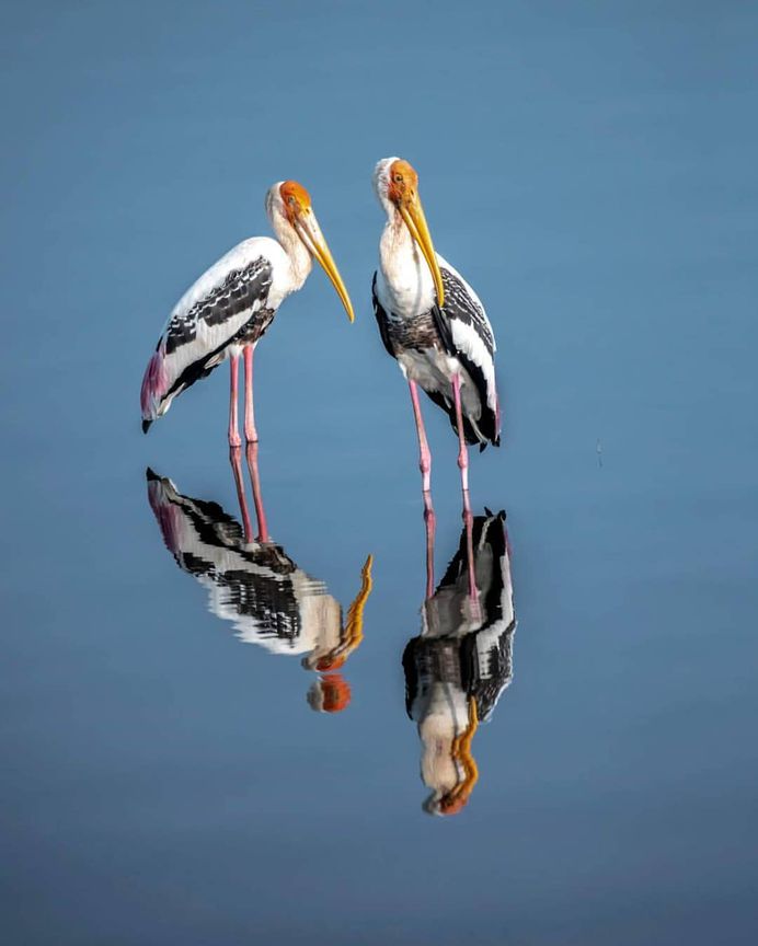 #indianbirds: Colorful Birds Photography by Balaji Krishnan