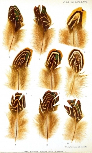 habitational #collection #vintage #bird #feathers #pheasant