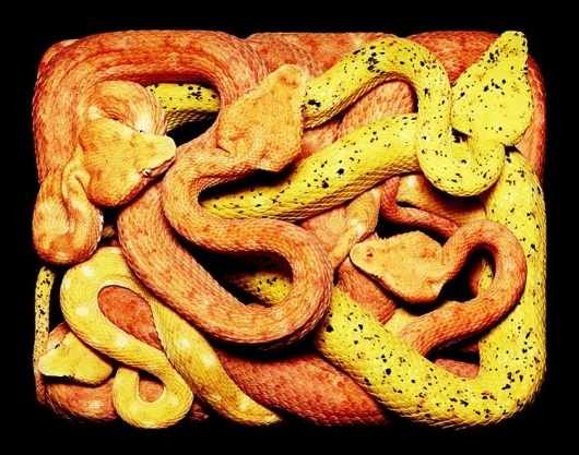 but does it float #snakes #yellow
