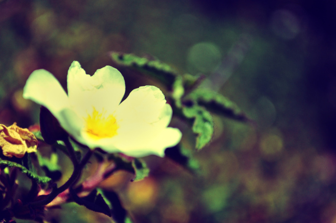 flower #nature #photo #white #yellow #leaf