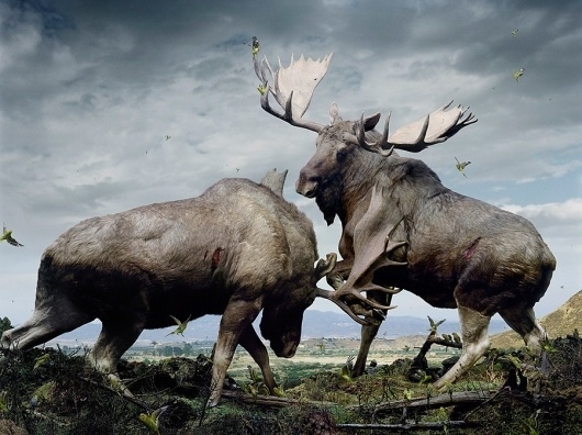 but does it float #reindeer #photo #close #birds #up