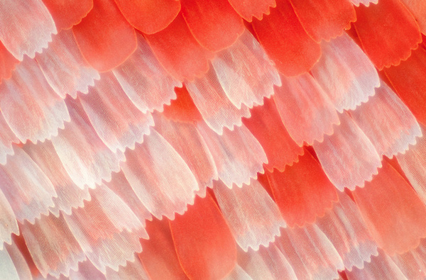 Butterfly Wings Patterns - Linden Gledhill #photo #pattern