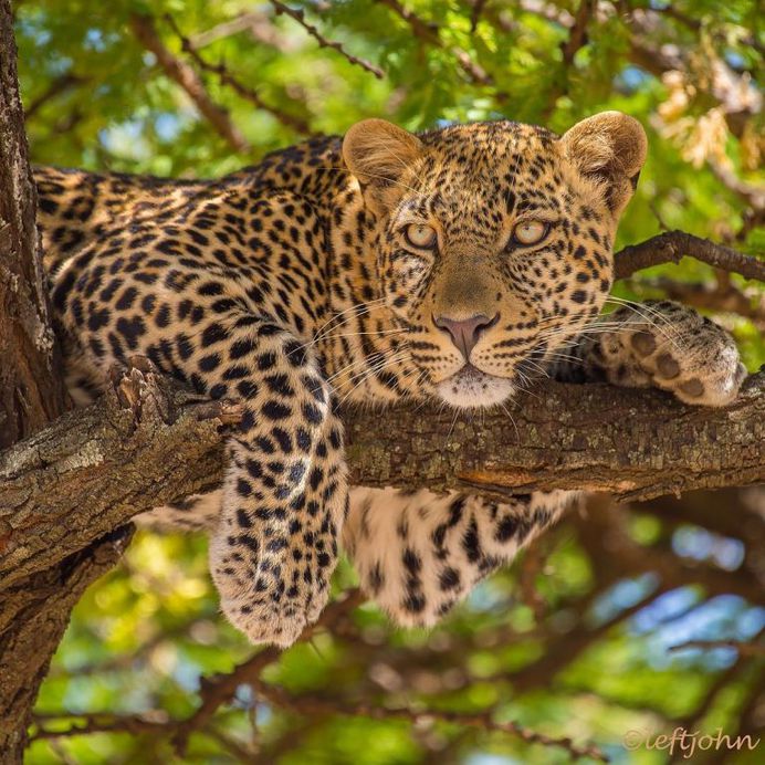 Amazing Wildlife Animals Portrait Photography by Jon Langeland