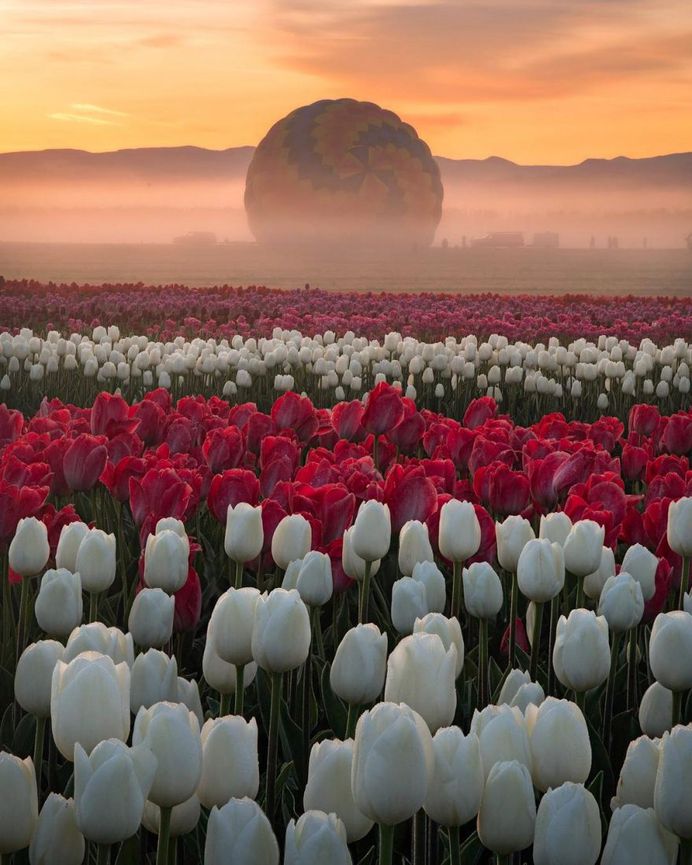 Jake Egbert Captures The Beauty at The Wooden Shoe Tulip Festival