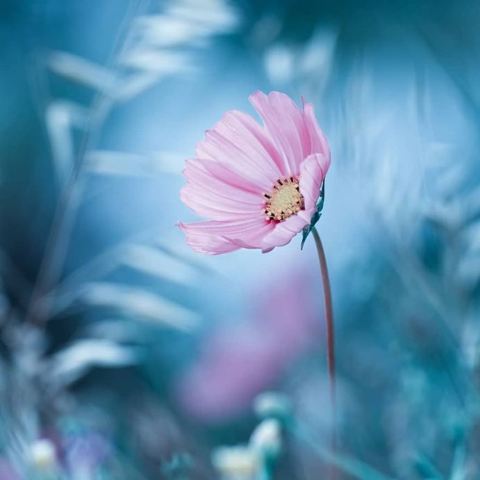 Photography, Flowers, Flower Photography, Blue, and Brand image ...