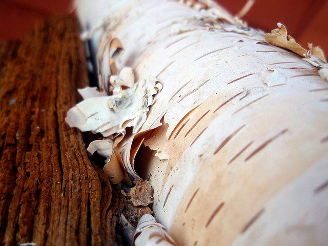White Birch | NH State Symbols Tree