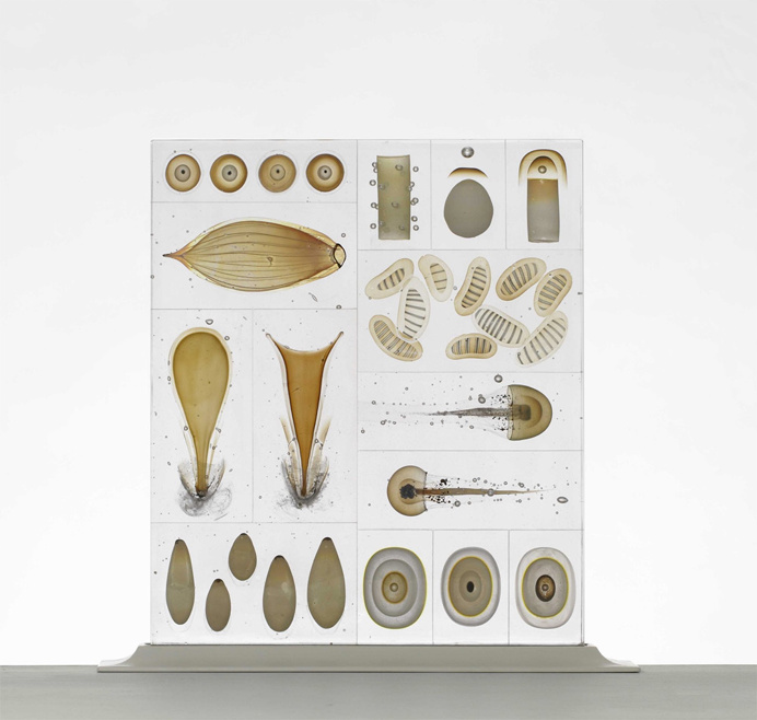 display, aquatic life, glass