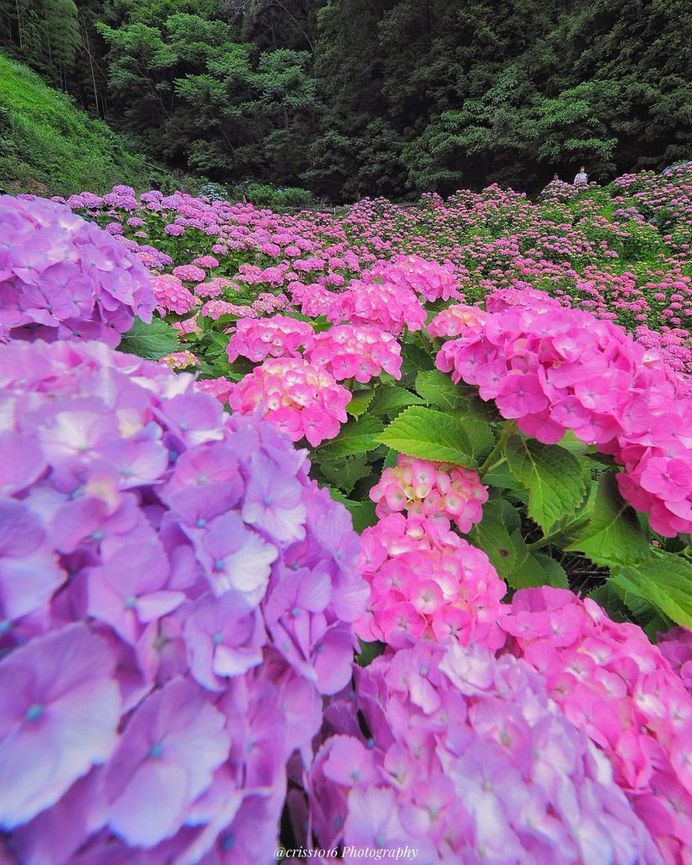 Fabulous and Colorful Flower Photography by Tatsuya Kurisu