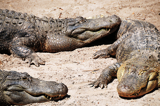 Gator #gator #nature