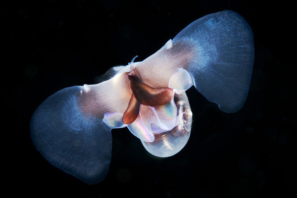 Alexander Semenov #inspiration #photography #underwater