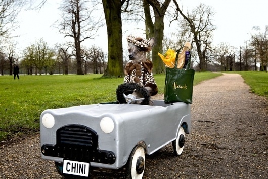 CHINI PROJECT : Irina Werning - Photographer #chini #project #irina #color #werning #harrods #photography #car #funny #dog