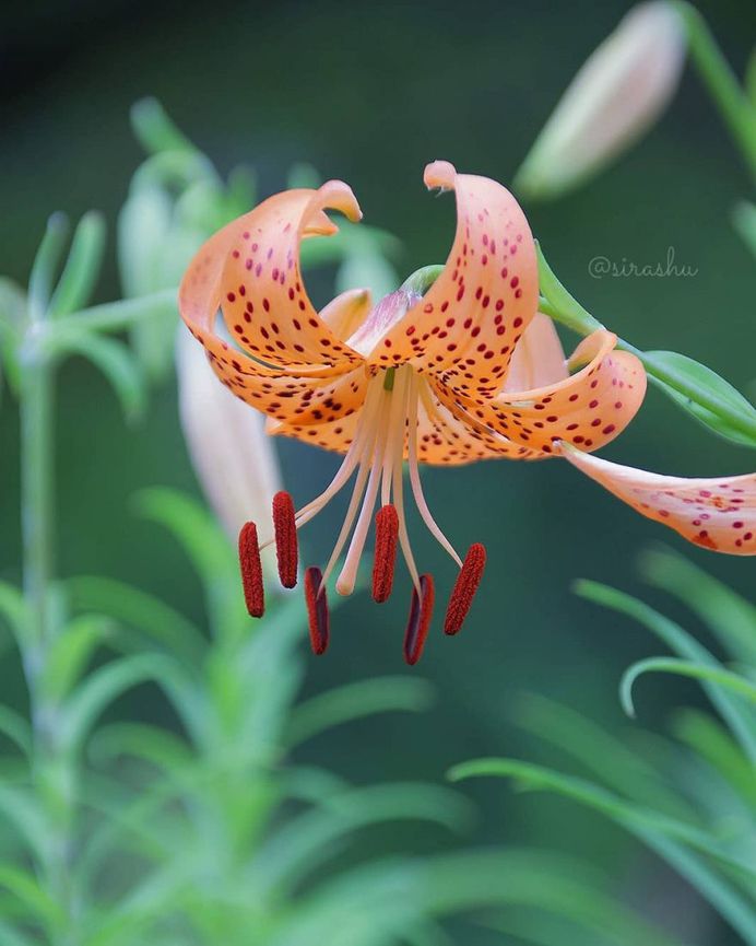 Beautiful Flowers Photography by Miyagawa Sirashu