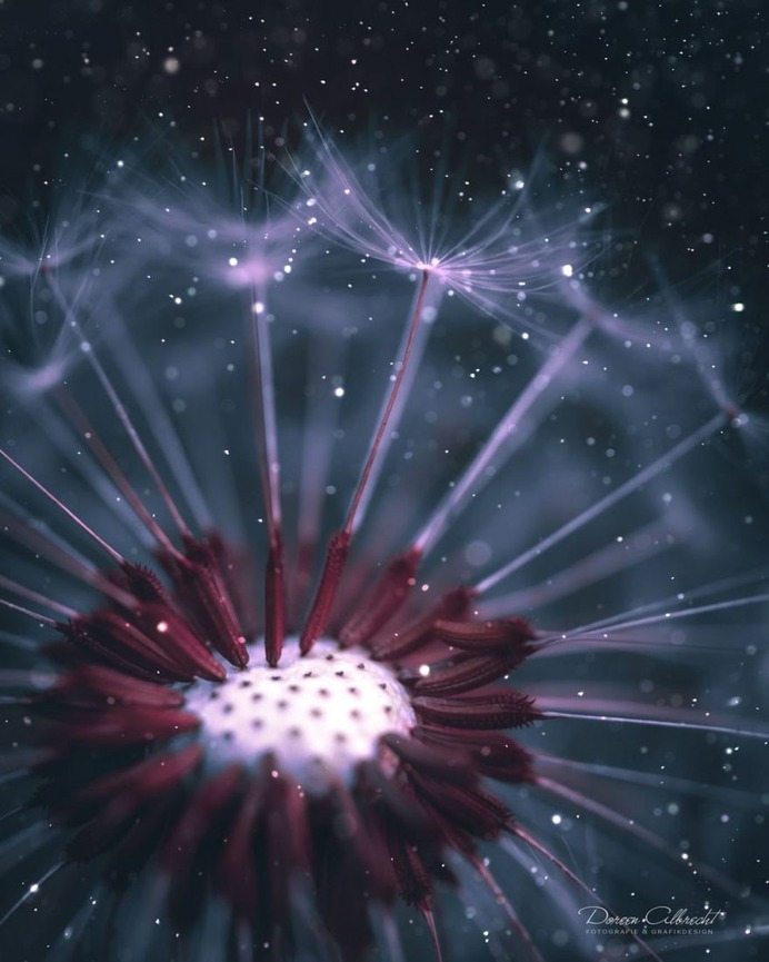 Magical Flowers Photography by Doreen Albrecht