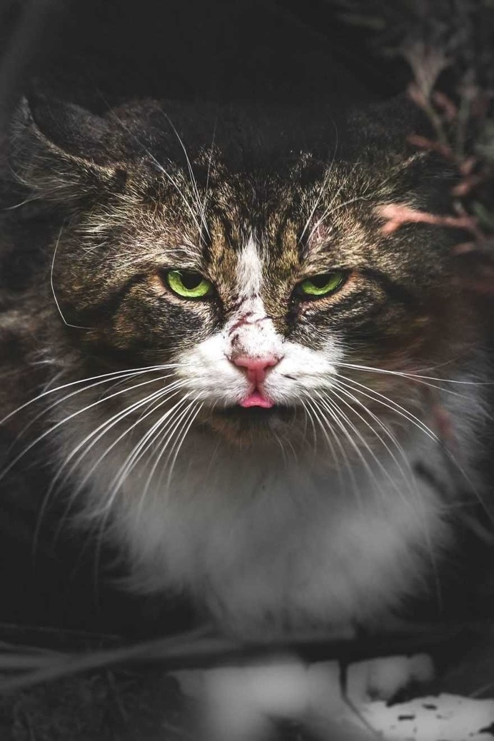 Gabriel Khiterer Captures Majestic Portraits of Stray Cats
