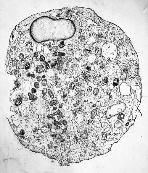 embryo
#graphite