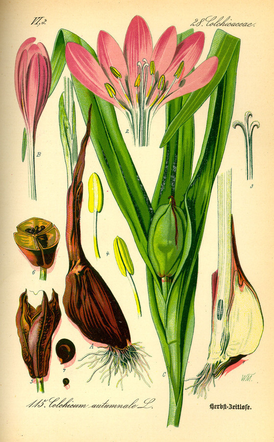 Illustration: Colchicum autumnale #wilhelm #flora #thom #biology #print #fauna #otto #dr #illustration #and