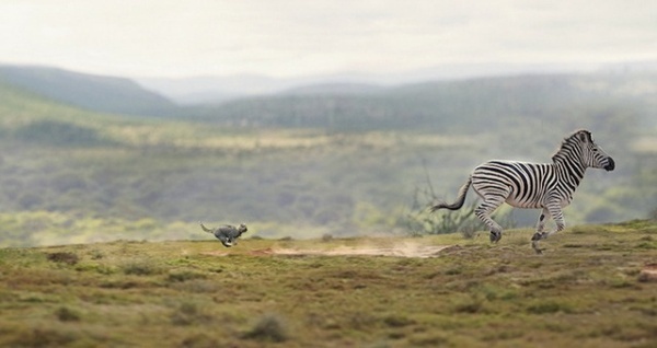 Big Cat, Small Cat by George Logan #inspiration #photography #advertising