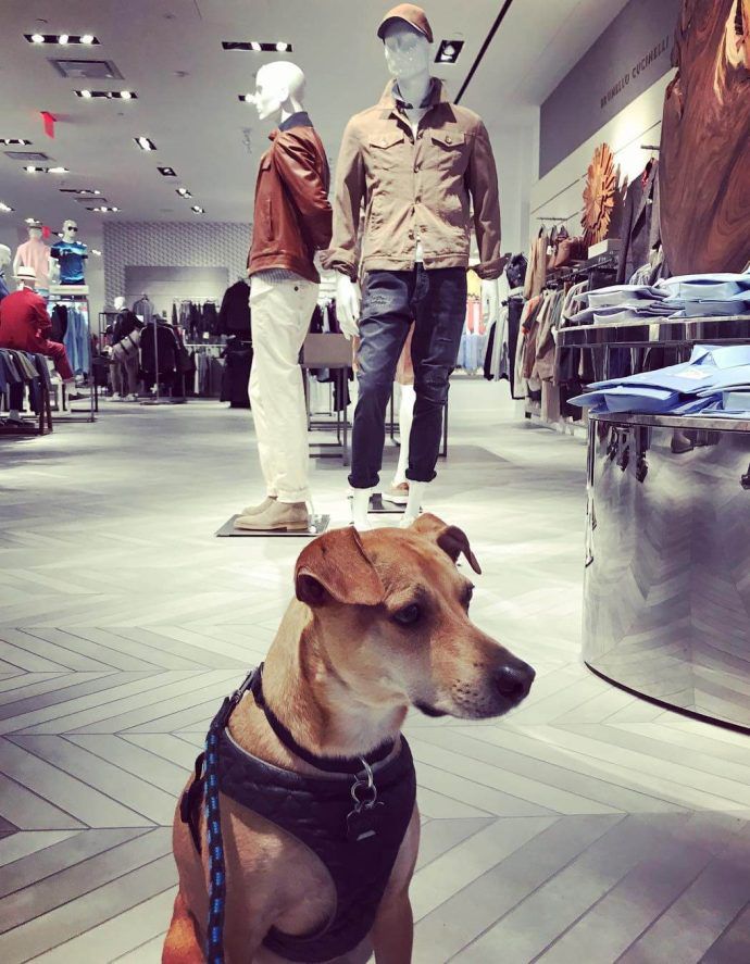 Most Dog Friendly Stores in America - Saks Fifth Avenue