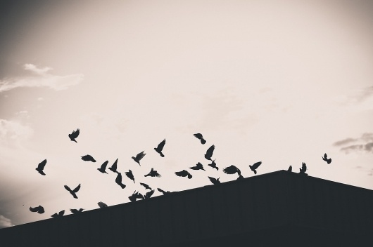 The Creative Photography Thread v7 | The quickest way to make money at photography is to sell your camera. #birds #photography #white #black