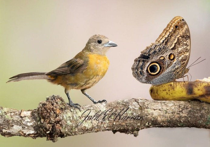 #nuts_about_birds: The Magnificent Birds of Costa Rica by Jalil El Harrar