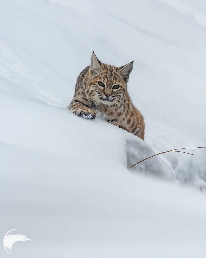Spectacular Wild Animals Photography by Thomas D Mangelsen