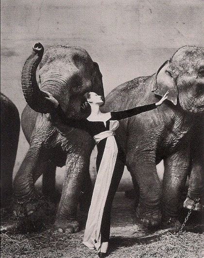 PRIVATE » Recommendations #photo #richard #avedon #dovima #1955 #fashion #elephants #50s #with