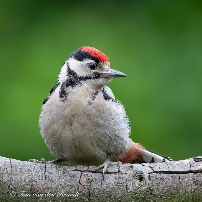 #eye_spy_birds: Brilliant Birds Photography by Tom van den Brandt