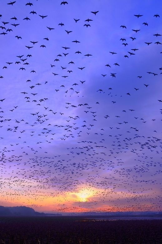 .. #sun #sky #birds #freedom #photography #blue #sunset #beauty