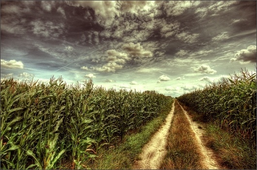All sizes | Corn | Flickr - Photo Sharing! #photography #corn