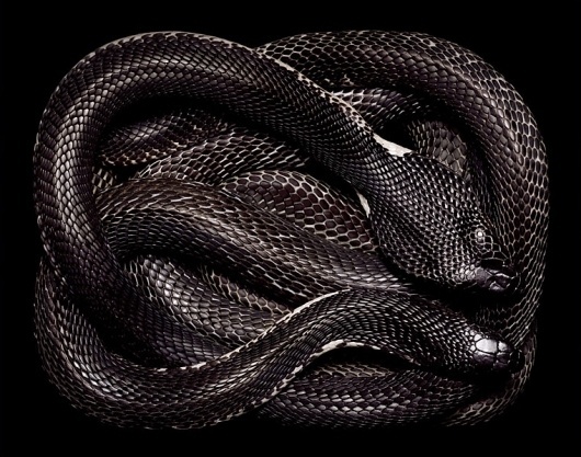 SERPENS #snakes #coiled #serpent #photography #coils
