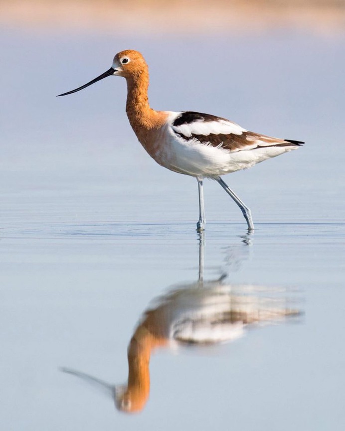 #kings_birds: Wonderful Bird Photography by Liron Gertsman