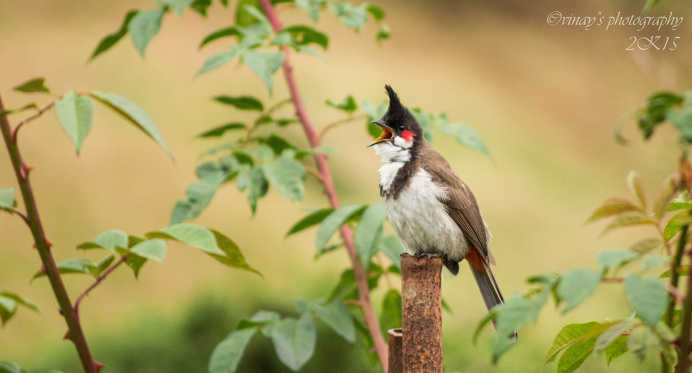 Red-whiskered bulbul