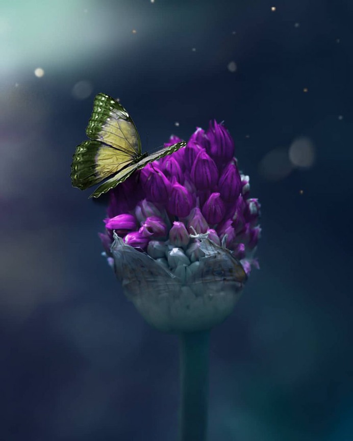 Beautiful Macro Flowers Photography by Tasha Tajdel