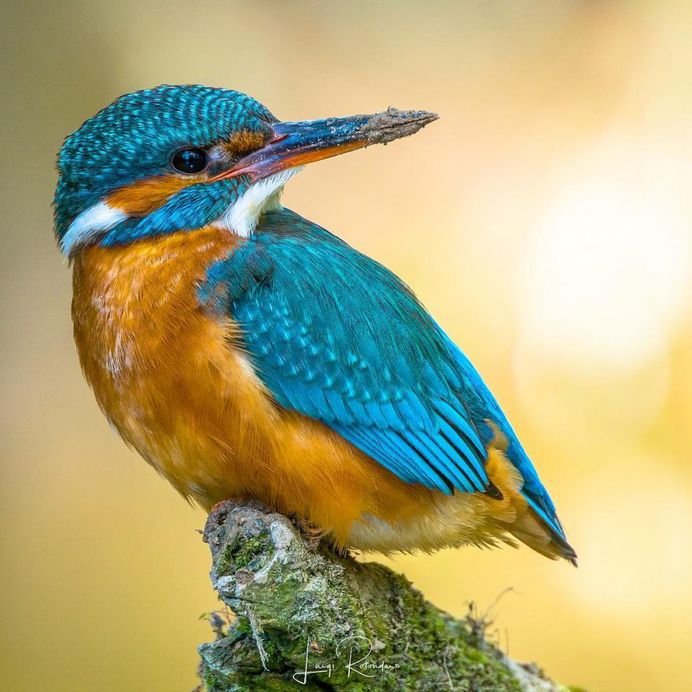 #bestbirdshots: Magnificent Bird Photography by Luigi Rotondaro