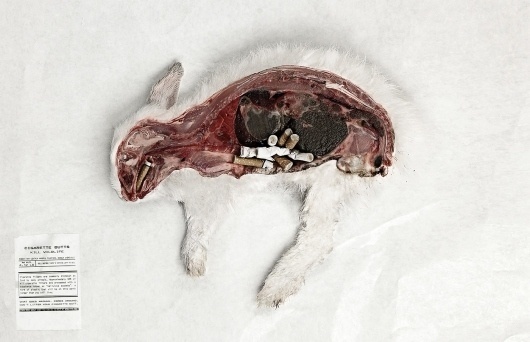 NoButts.org, Anti-Cigarette Butt Pollution Campaign: Rabbit | Ads of the World™ #shock #nobutts #jasonperez #jason #advertising #perez #rabbit #unt #student