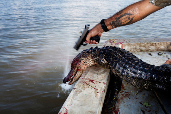 alligator #inspiration #photography #documentary