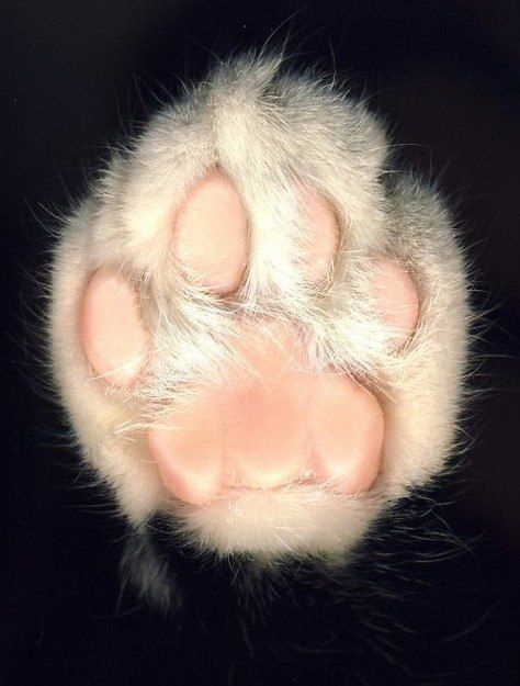 Feline Paw #paw #feline #foot #cat #photography #toes #animal #feet