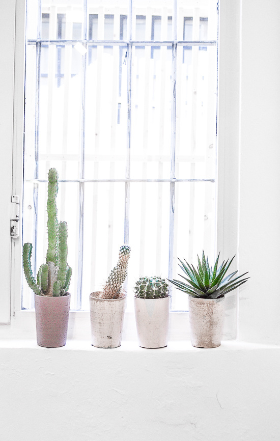 A touch of nature. #succulents #plant