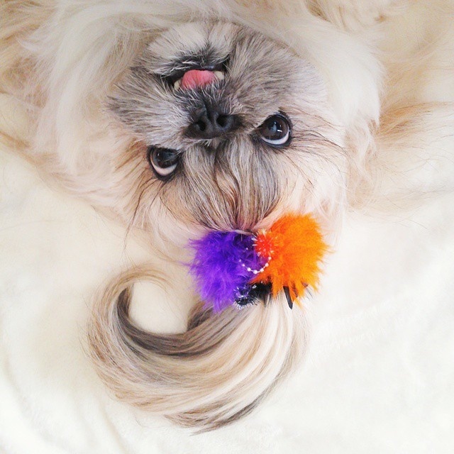The Most Fabulous Derpy Dog Hair on Instagram #instagram #CuteDogs #Animal #photography