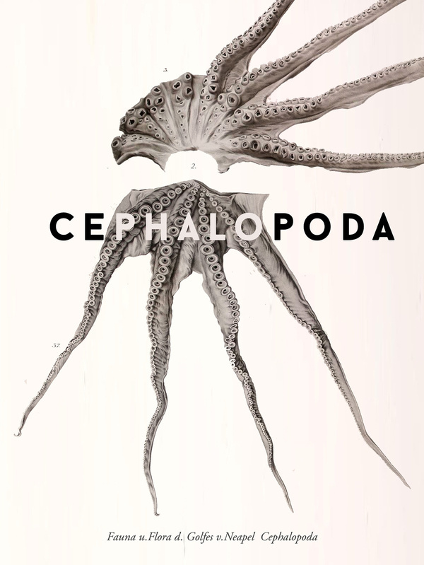 Cephalopoda #octopus #cephalopoda #friedlnder sohn