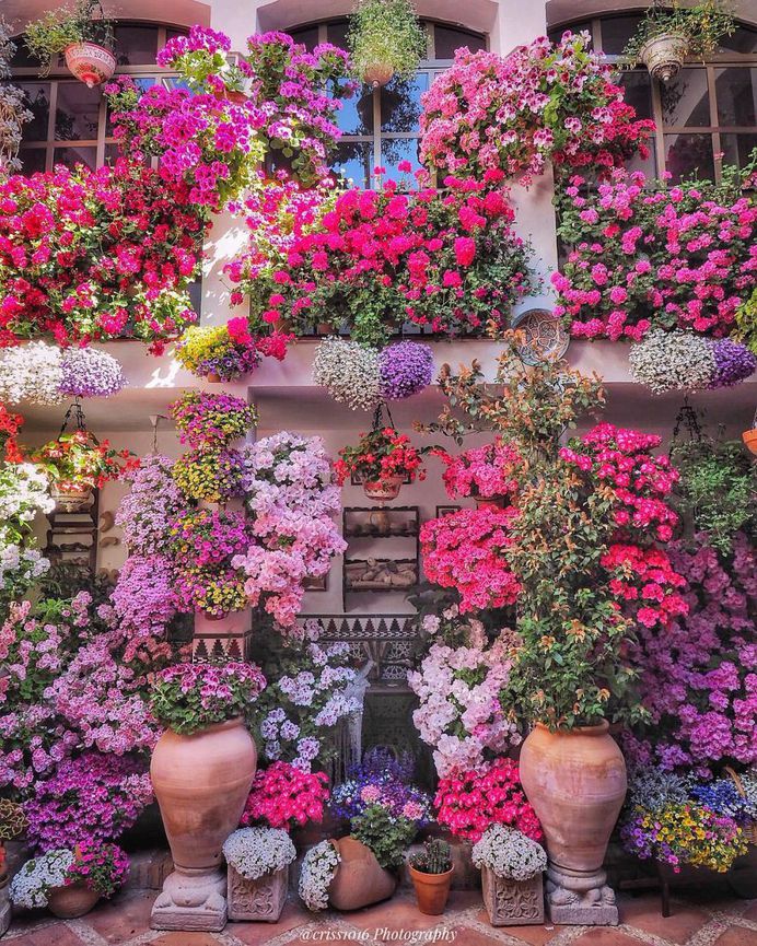 Fabulous and Colorful Flower Photography by Tatsuya Kurisu