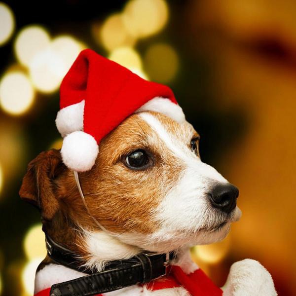 Christmas Pet Hat Santa Claus Hat for Cats Dogs Puppies
